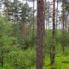 Alternativní obnovní postupy u hlavních hospodářských dřevin ČR